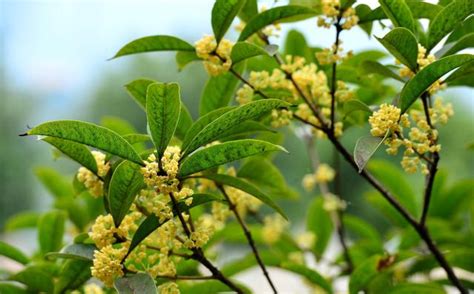 桂花種植禁忌